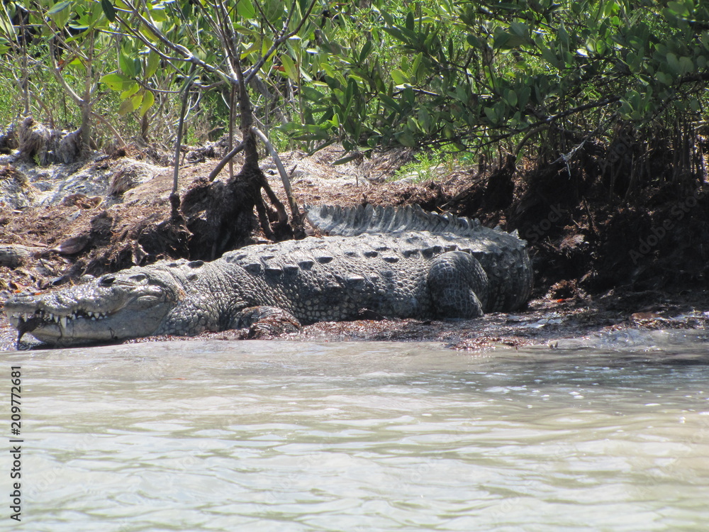 Fototapeta premium Crocodile