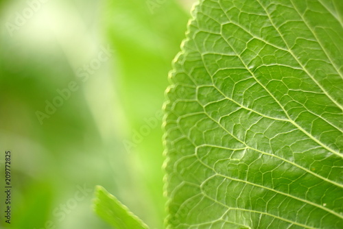 photographed close-up of green horseradish leaves in the spring time 