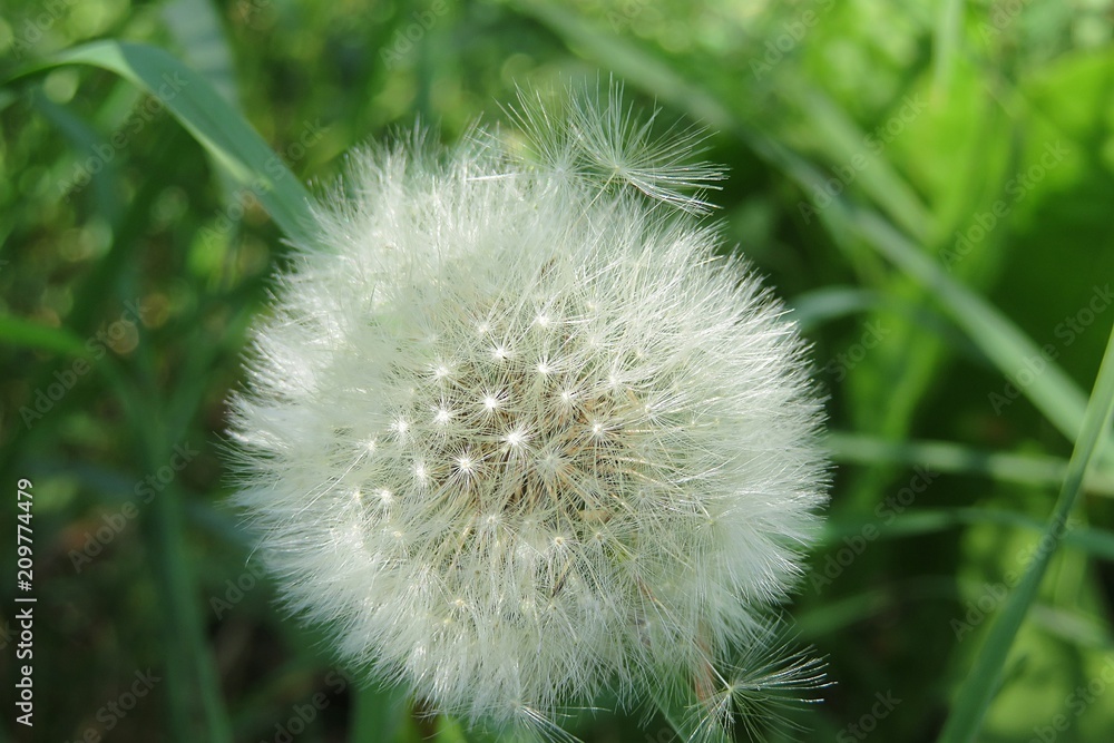Fototapeta premium Beautiful fluffy faded dandelion flower in the garden on natural green background 