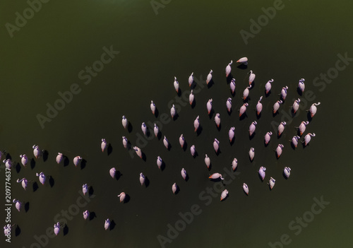 Billede på lærred Flamingos in patagonia , Aerial View