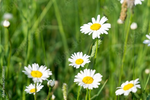 Camomile daisy flowers. Slovakia 