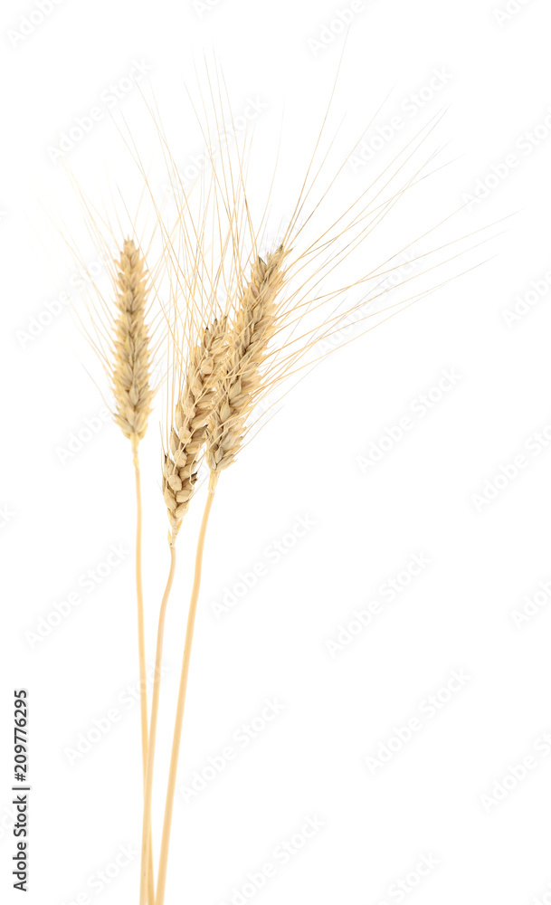 Wheat Bunch on white. Wheat Bunch on white.