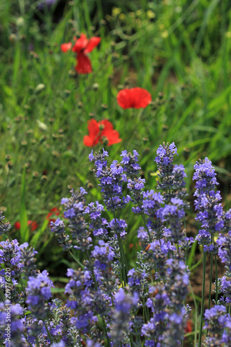 Fototapeta Naklejka Na Ścianę i Meble -  Маки и лаванда на поле 