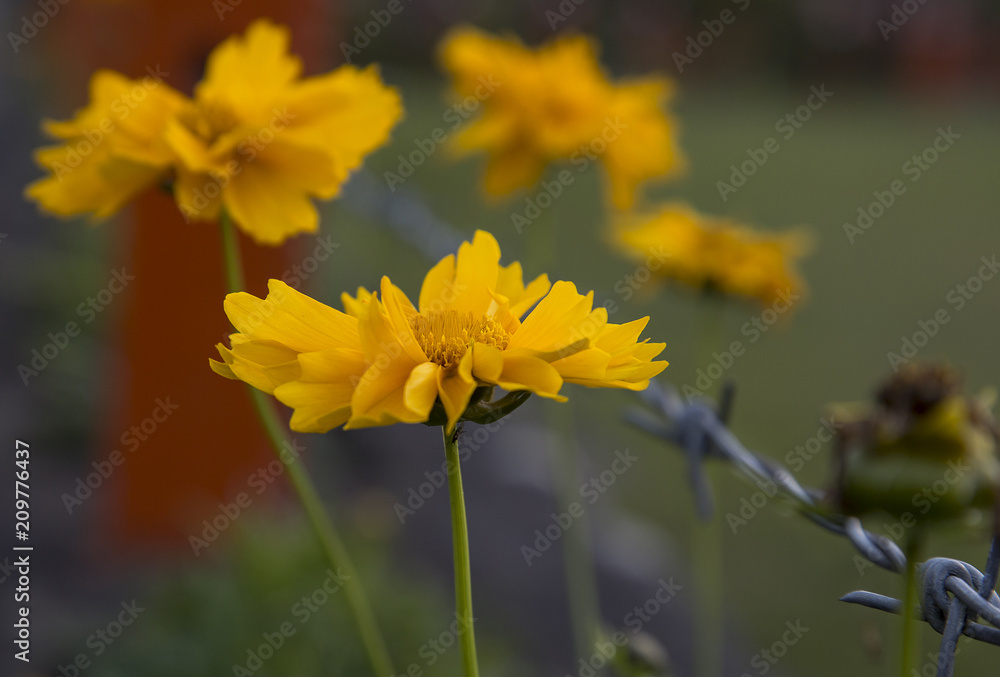 flowers flowers