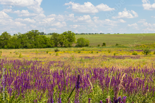 Meadow with wild purple salvia flowers. Summer landscape