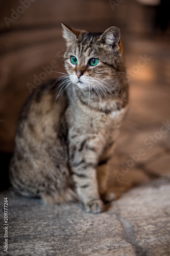 Katze mit grünen Augen © SANDRA SCHMIDT
