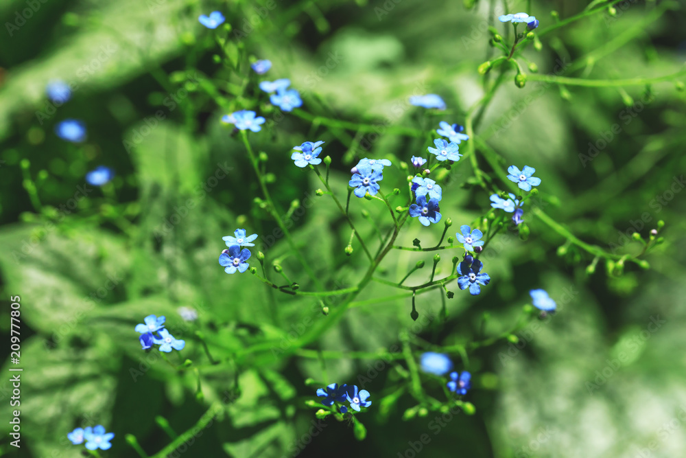 Vivid blue flowers in blur style for natural floral background. Natural bouquet of spring or summer fragile flowers on green background. Best picture for decoration, design for invitation & wedding. Vivid blue flowers in blur style for natural floral background. Natural bouquet of spring or summer fragile flowers on green background. Best picture for decoration, design for invitation & wedding.