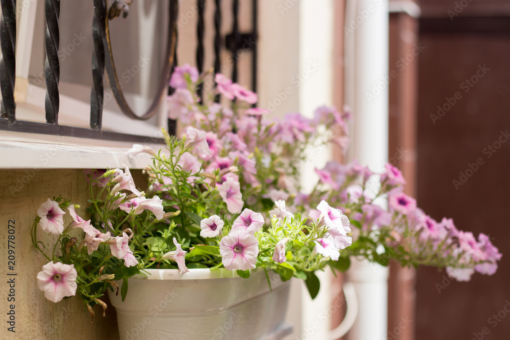 Petunia in the gardening of balconies
