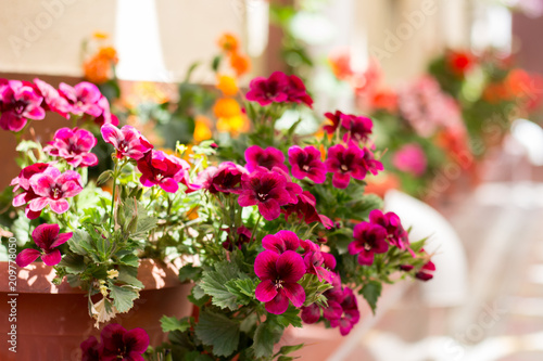 Pelargonium near the window