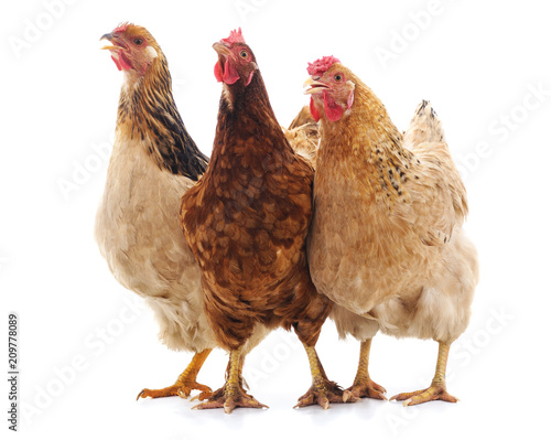 Three brown chicken.