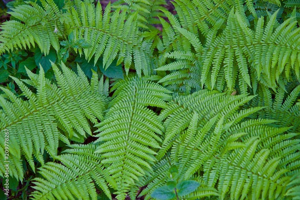 Groups of ferns Groups of ferns