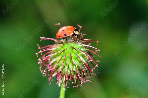 Marienkäfer sitzt auf einer Pflanze vor grüner Natur