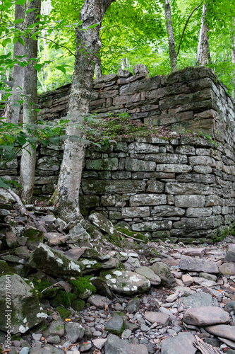 Trees growing out of the stone ruins of an old mill deep in a forest.