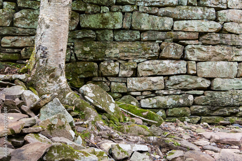 A tree growing out of the ruins of a stone wall.