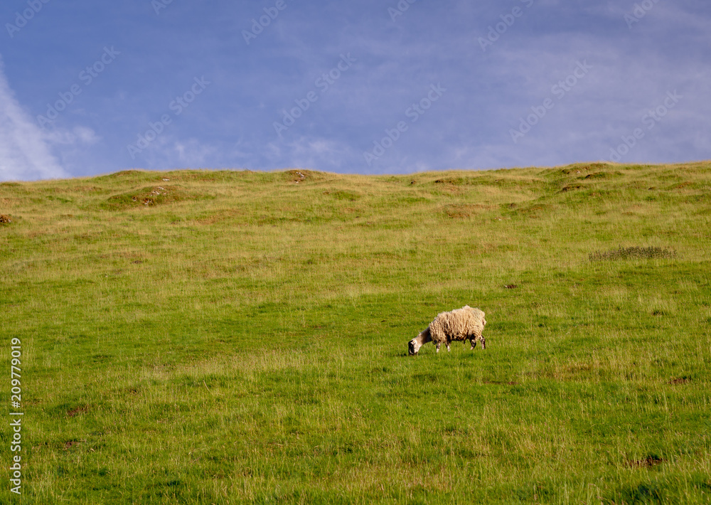 Sheep grazing an open field in the peak district of great britain Sheep grazing an open field in the peak district of great britain