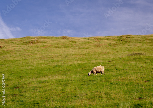 Sheep grazing an open field in the peak district of great britain