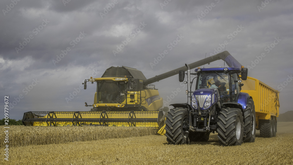 Fototapeta premium New Holland harvest