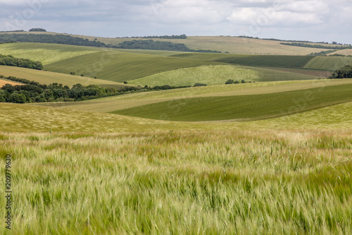 A green Sussex landscape  with wheat fields blowing in the wind