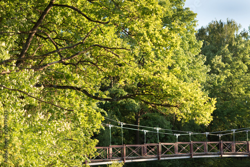 lindens near the water with fresh leaves photo