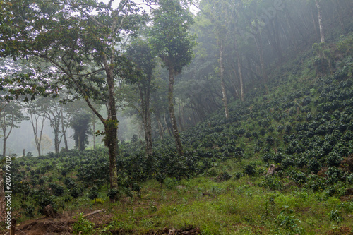 Coffee plantation near Yojoa lake  Honduras