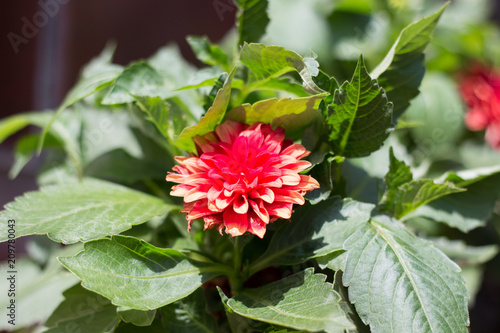 Fototapeta Naklejka Na Ścianę i Meble -  Dahlia in the garden
