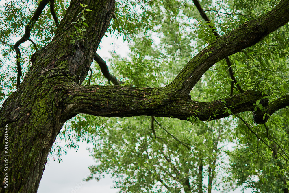 Tree in a park