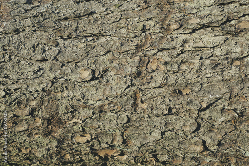 Spruce bark texture