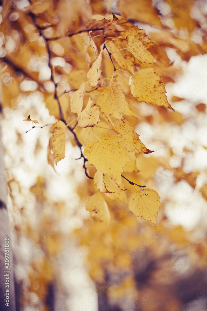 Branches of the birch with yellow leaves Branches of the birch with yellow leaves