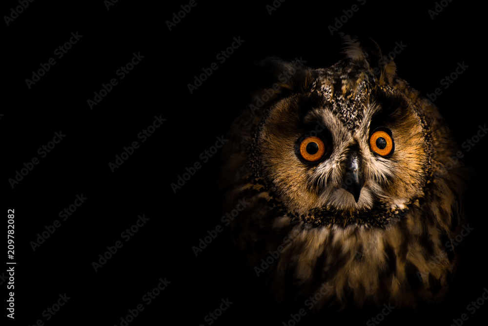 Asio otus, the owl, at black background - obrazy, fototapety, plakaty 