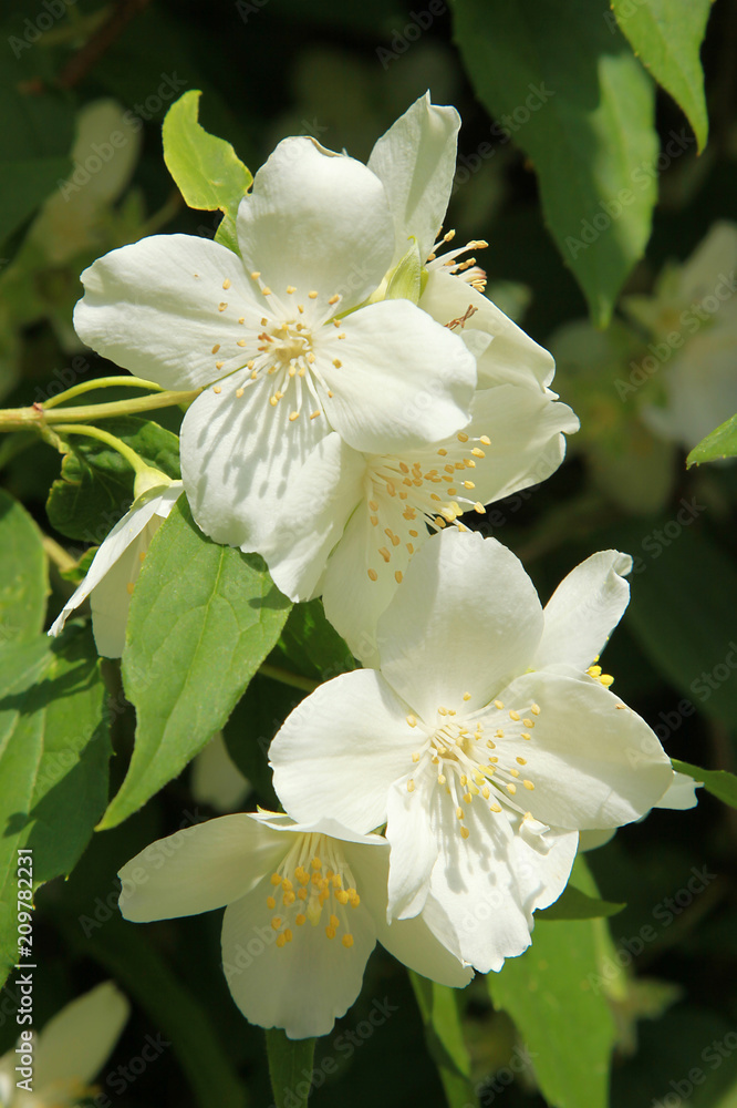 Fototapeta premium Philadelphus