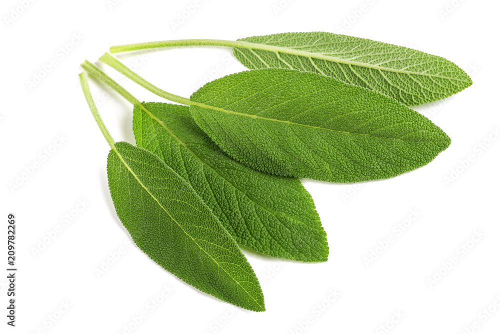 Obraz premium Sage leaves