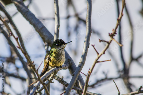 Konstfotografi PAJARO