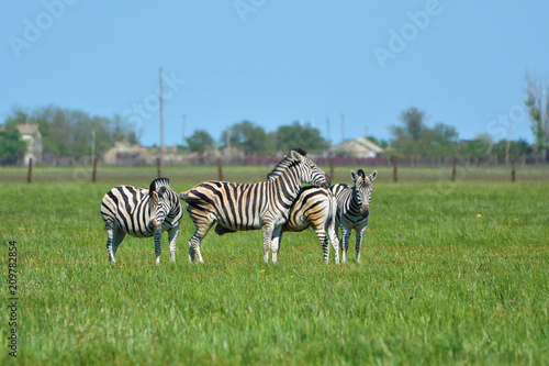 Zebras in the steppe in the Falz-Fein Biosphere Reserve    Askania Nova     Ukraine.
