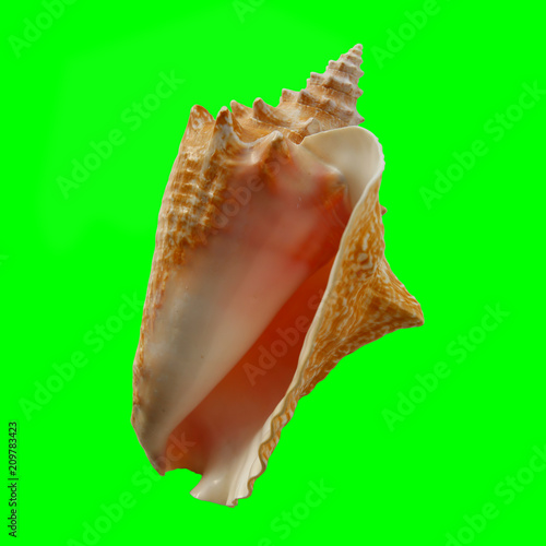 Conch Shell on Chroma Key Green Background 2