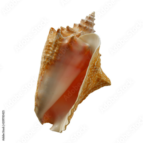 Conch Shell on White Background