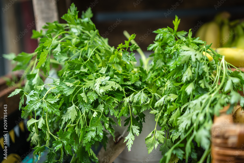 Fresh organic coriander on sale Fresh organic coriander on sale