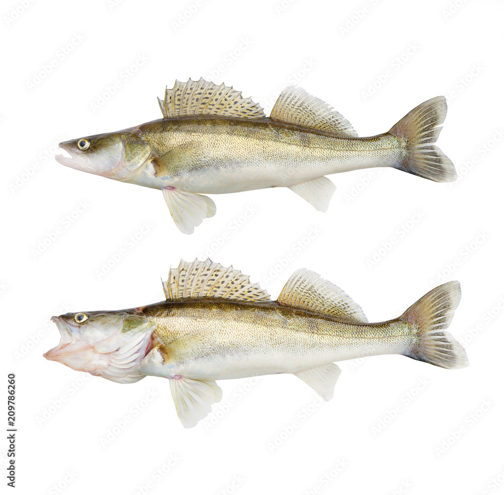 The Walleye or Pike-perch - Sander lucioperca. Fishing catch on white background.