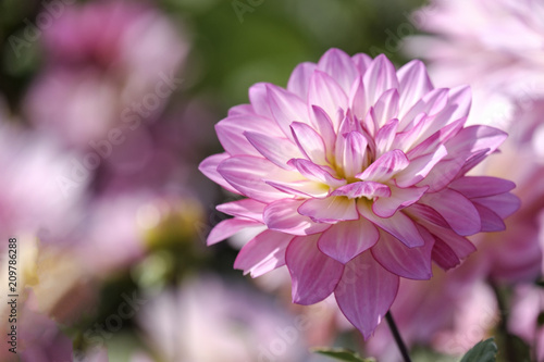 Dahlien  Dahlia 