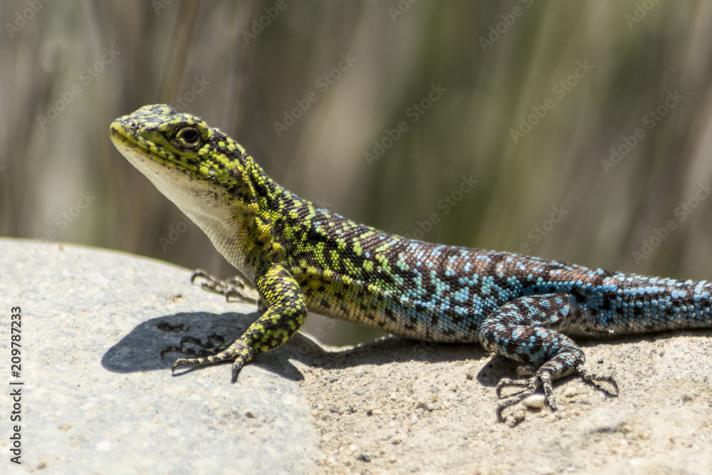 Colorful Lizard