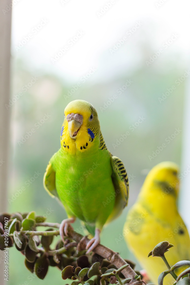 Fototapeta premium Budgerigar sits on a branch. The parrot is brightly green-colored. Bird parrot is a pet. Beautiful, pet wavy parrot.