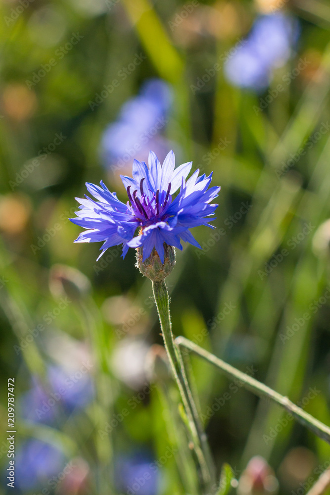 Obraz premium Wildflowers close-up. Beautiful macro photo of flowers. A beautiful summer flower growing in the garden. Field beautiful flowers.