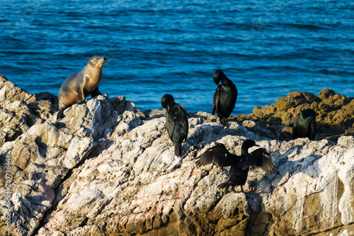 Large rock on western USA coast in Leo Carrillo State Park near Malibu, California. Variety of marine animals sitting on rock including seal and marine birds.