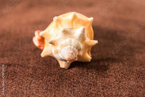Seashells isolated on brown