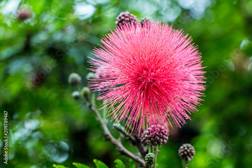 Strange Flower blossom in the forest