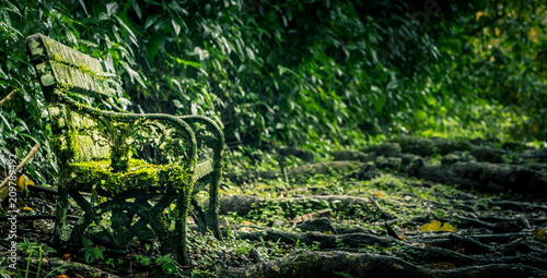 Old bench camouflage in the overgrown tropical forest 