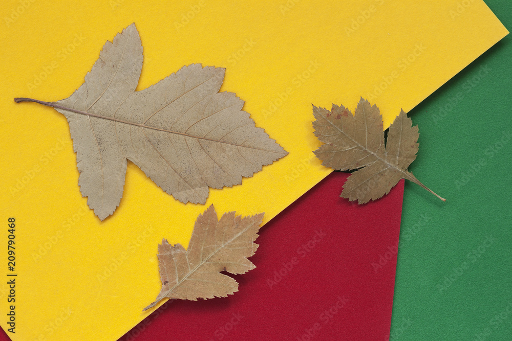 Three autumn dried leaves close-up on colorful bright paper, background with copy space for text. View from above. Fall concept, elementary school, leisure, hobby
