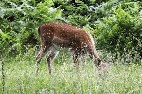 Wild young red deer in London, United Kingdom