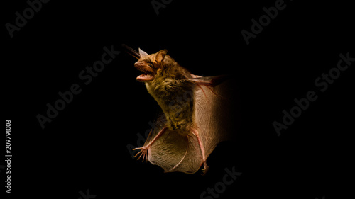 Flying bat on black background