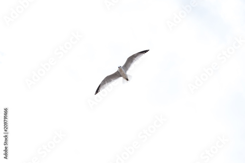 Seagull flying over white sky