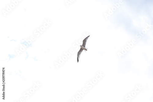 Seagull flying over white sky © Joaquin Corbalan